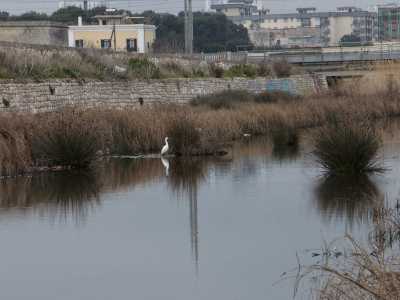 ...scopriamo con grande stupore una fonte di acqua dolce che d� origine a un vero e proprio laghetto